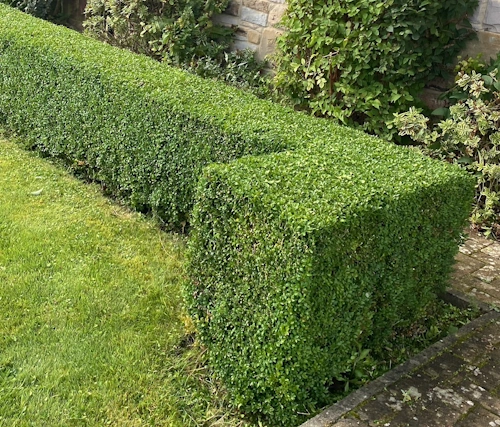 Large-scale hedge management for commercial property